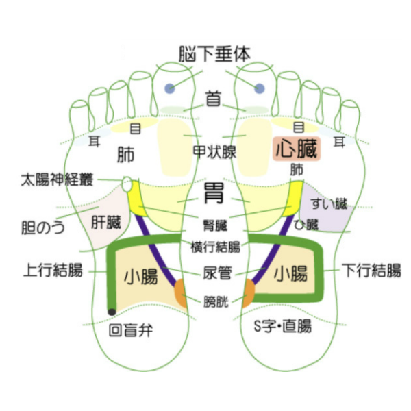 足の裏のイラスト